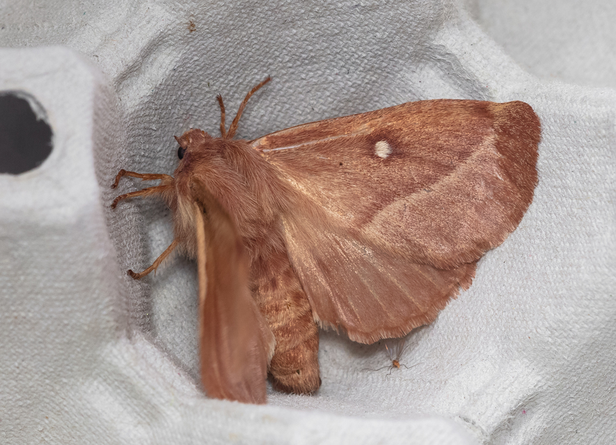 Lasiocampa trifolii - lóhereszövő