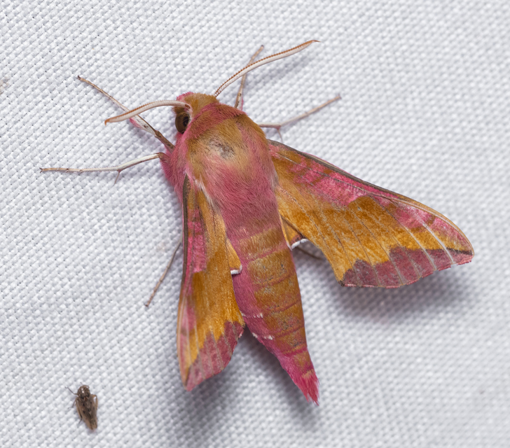 Deilephila porcellus - piros szender