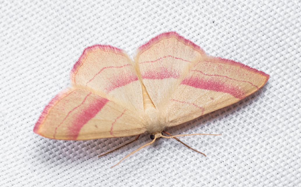 Rhodostrophia vibicaria - pirosszélű araszoló