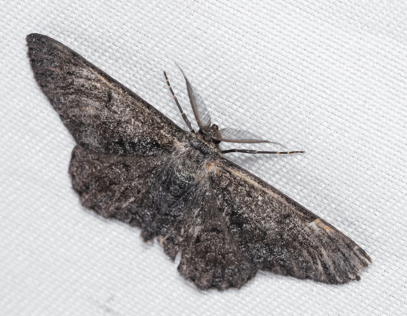 Hypomecis roboraria - nagy tölgyfaaraszoló