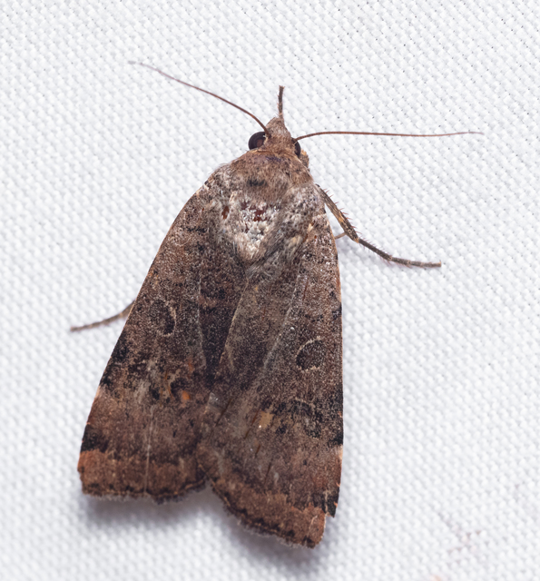 Noctua interposita - köztes sárgafűbagoly