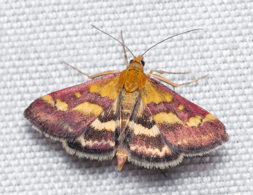 Pyrausta purpuralis - közönséges bíbormoly