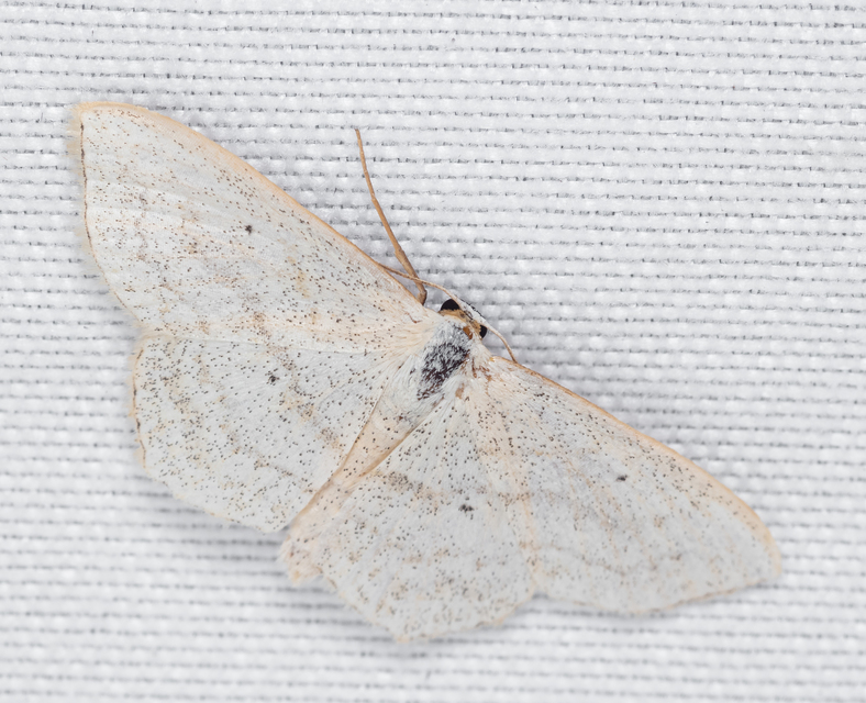 Scopula nigropunctata - feketepettyes araszoló