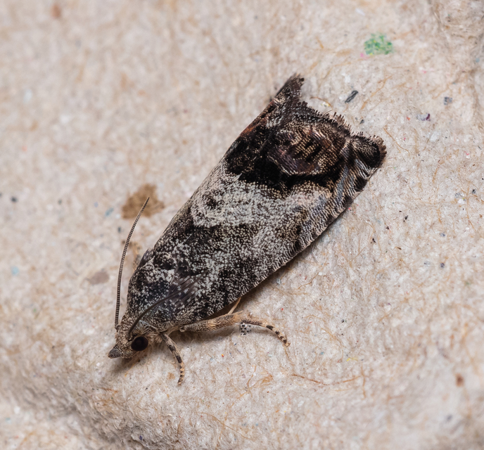 Cydia pomonella - almamoly