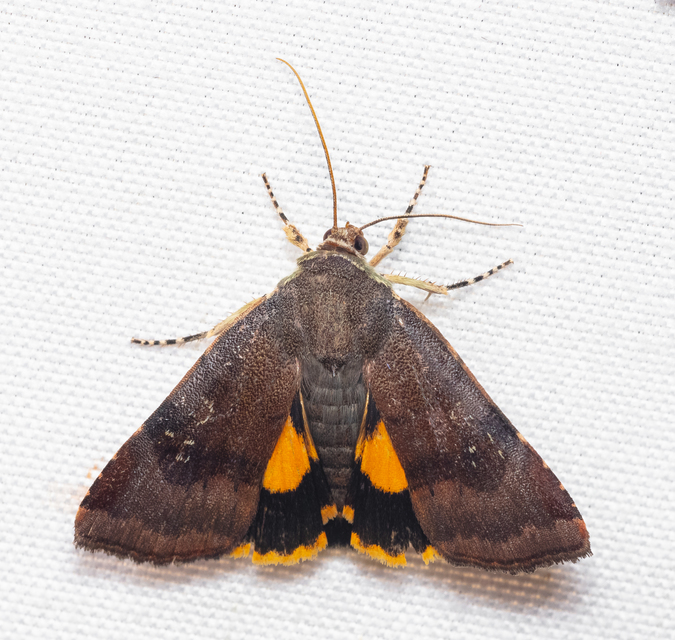 Noctua janthe/janthina