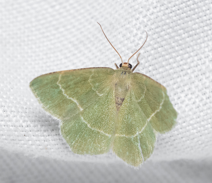 Chlorissa cloraria - sárgászöld araszoló
