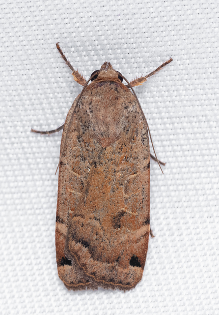 Noctua orbona - foltos sárgafűbagoly