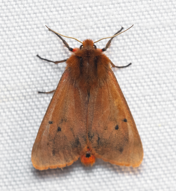 Phragmatobia fuliginosa - füstös medvelepke