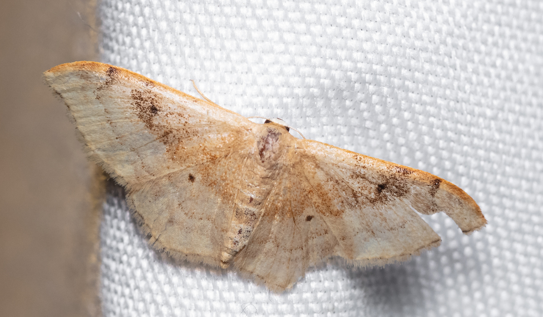 Idaea degeneraria - barnasávos araszoló