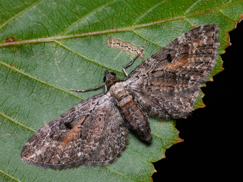 Eupithecia icterata - rozsdafoltos törpearaszoló