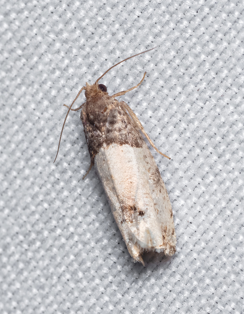 Olethreutinae