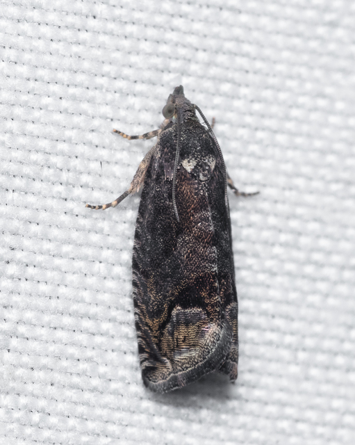 Olethreutinae