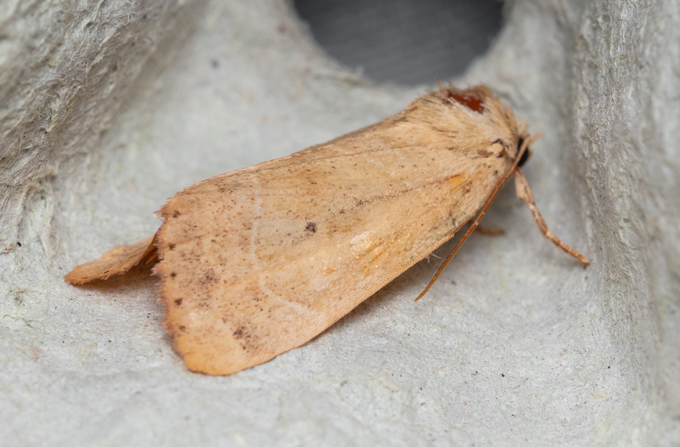 Cosmia trapezina - közönséges lombbagoly