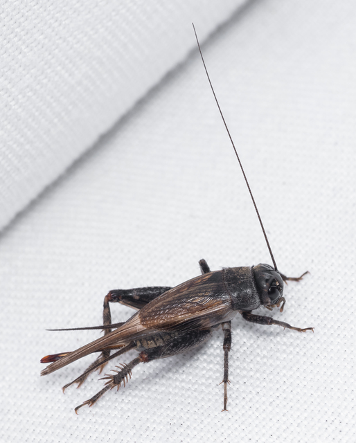 Eumodicogryllus bordigalensis - bordói tücsök