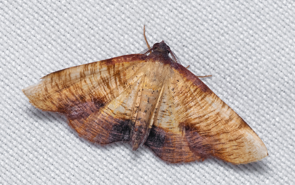 Plagodis dolabraria - baltaszárnyú araszoló