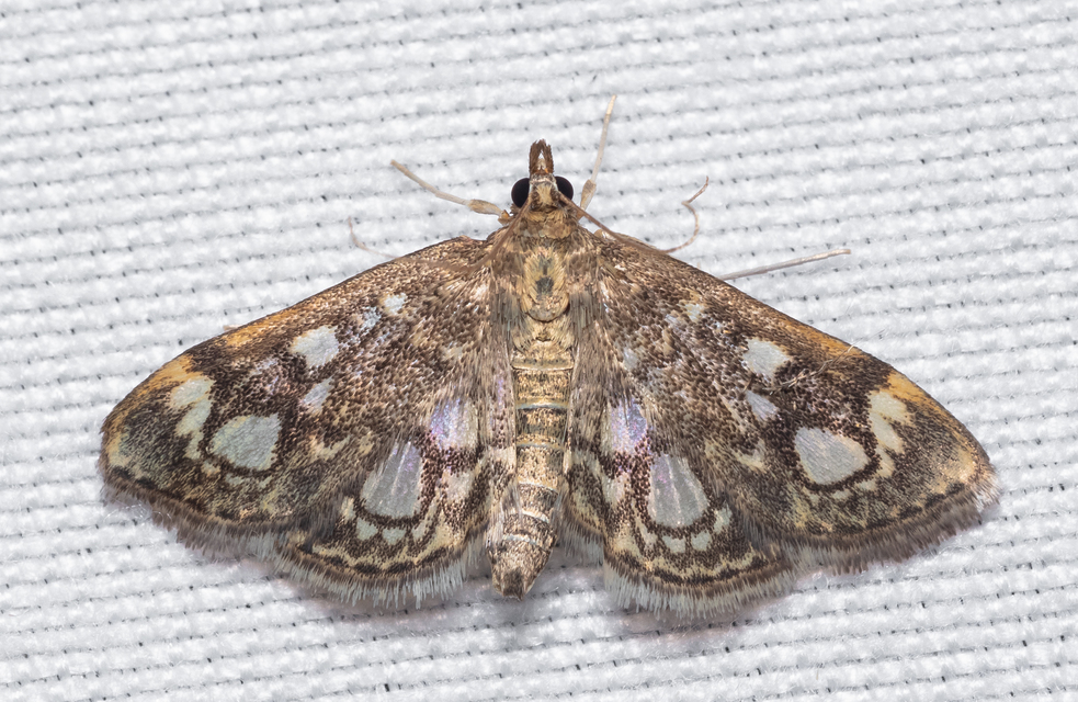 Anania coronata - koronás dudvamoly