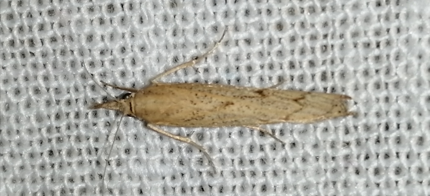 Pediasia contaminella - mocskos fűgyökérmoly