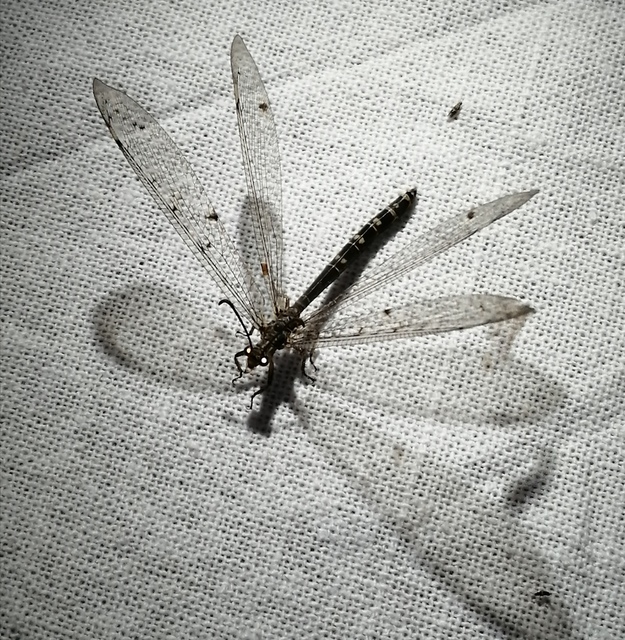 Distoleon tetragrammicus - négyfoltos hangyaleső