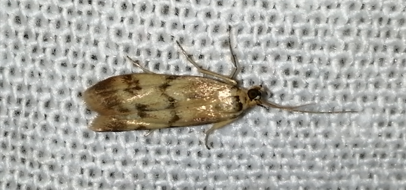 Homoeosoma sinuella - agyagsárga karcsúmoly