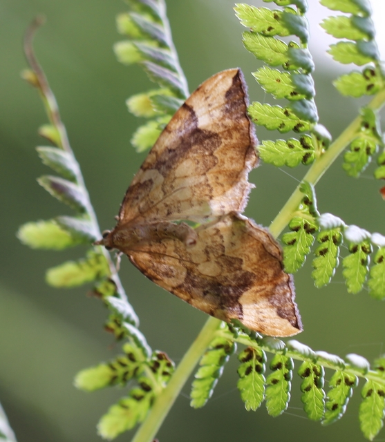 Eulithis populata - áfonya-tarkaaraszoló