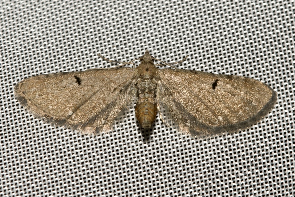 Eupithecia absinthiata - üröm-törpearaszoló