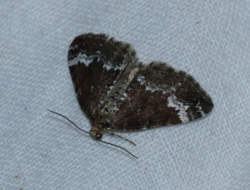 Perizoma alchemillata - árvacsalán-araszoló