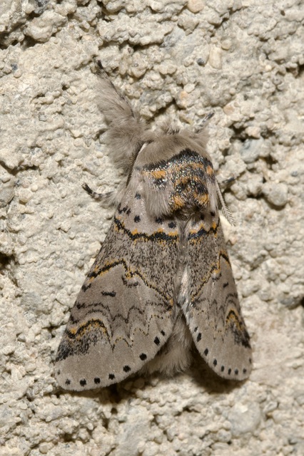 Furcula furcula - szürke púposszövő