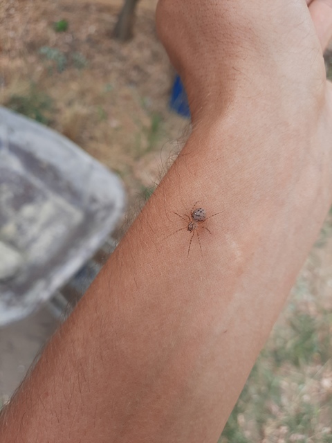 Scytodes thoracica - közönséges csupaszpók