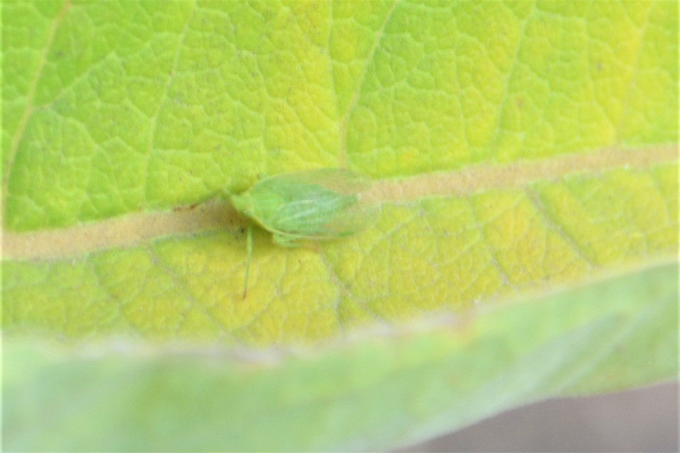 Dictyophara europaea