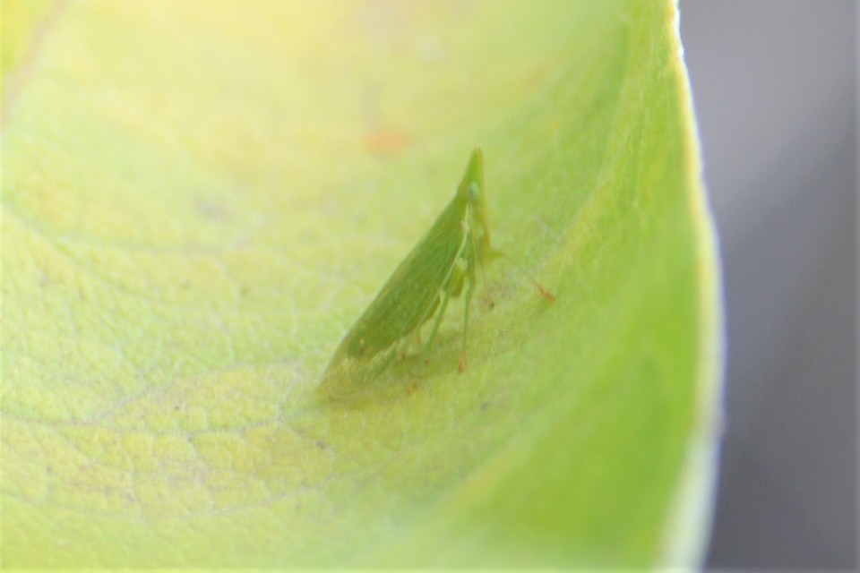 Dictyophara