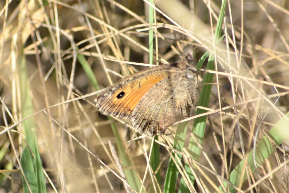 Arethusana arethusa - közönséges szemeslepke