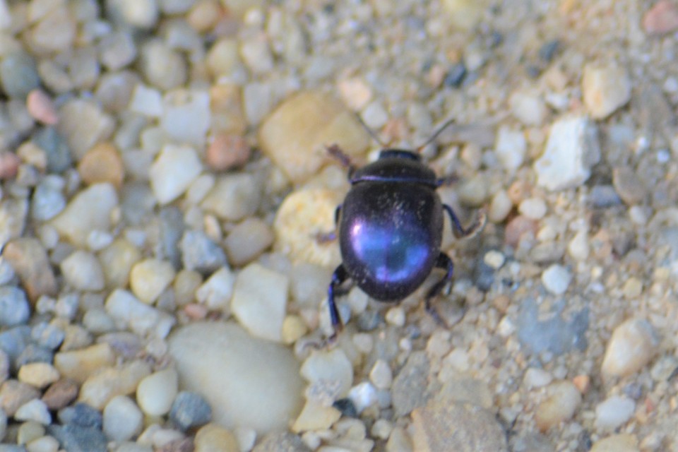 Chrysolina sturmi - vöröslábú levelész