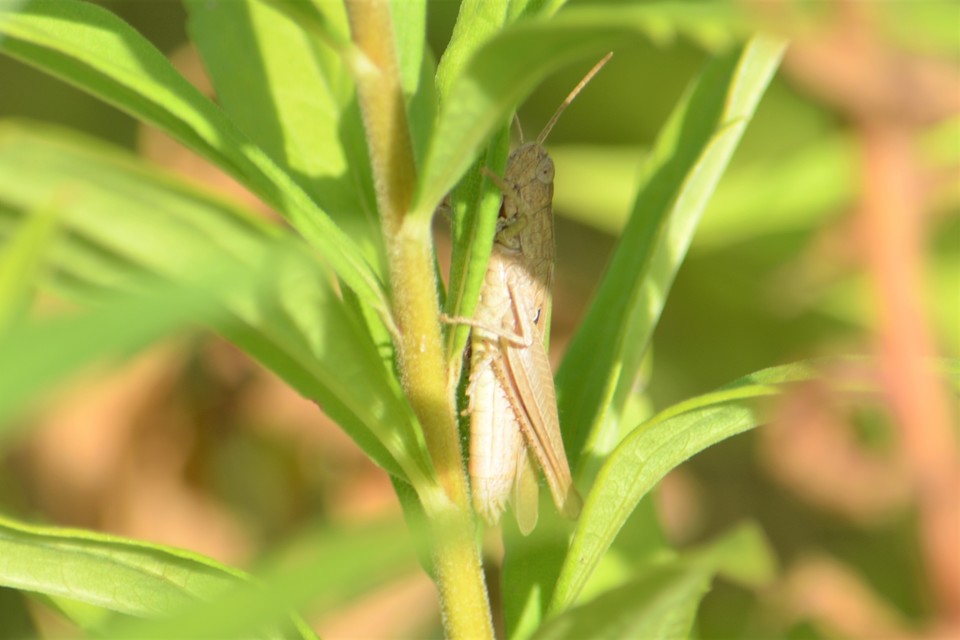 Chorthippus (Chorthippus) (subgenus)