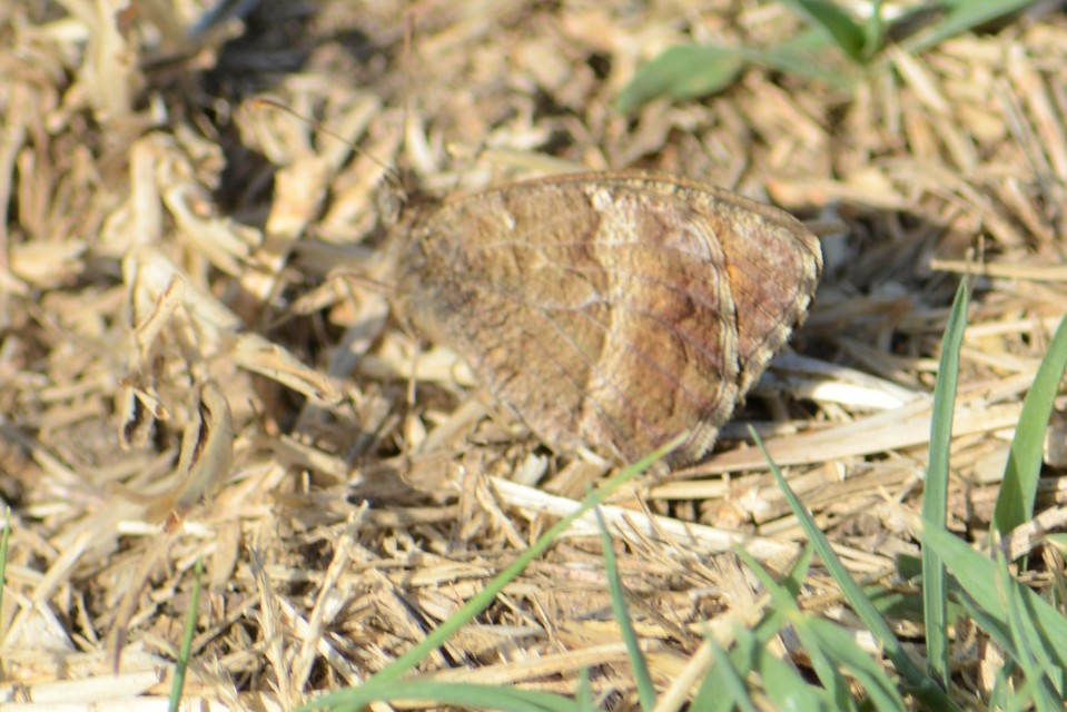 Arethusana arethusa - közönséges szemeslepke