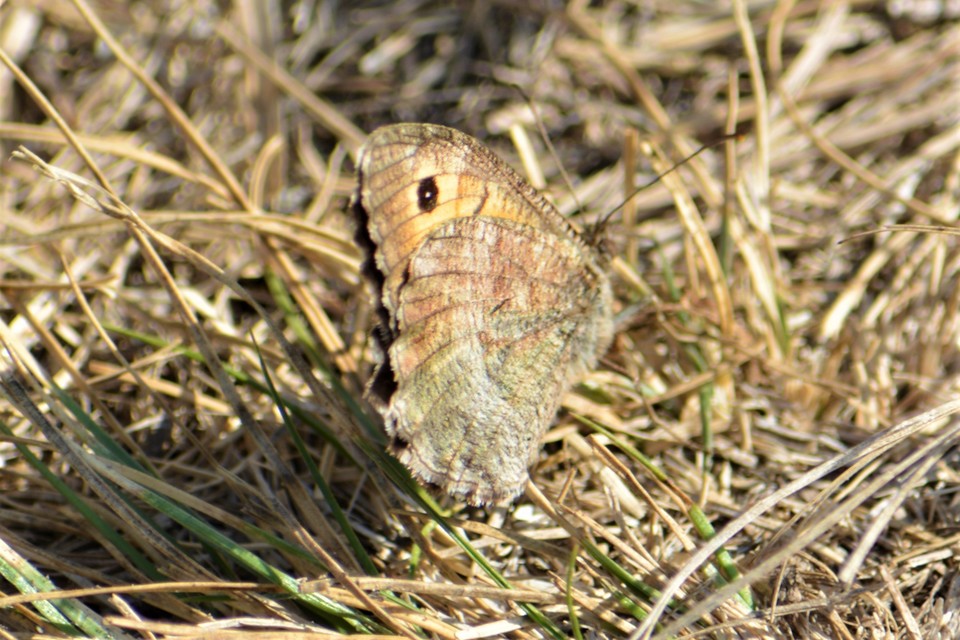 Arethusana arethusa - közönséges szemeslepke