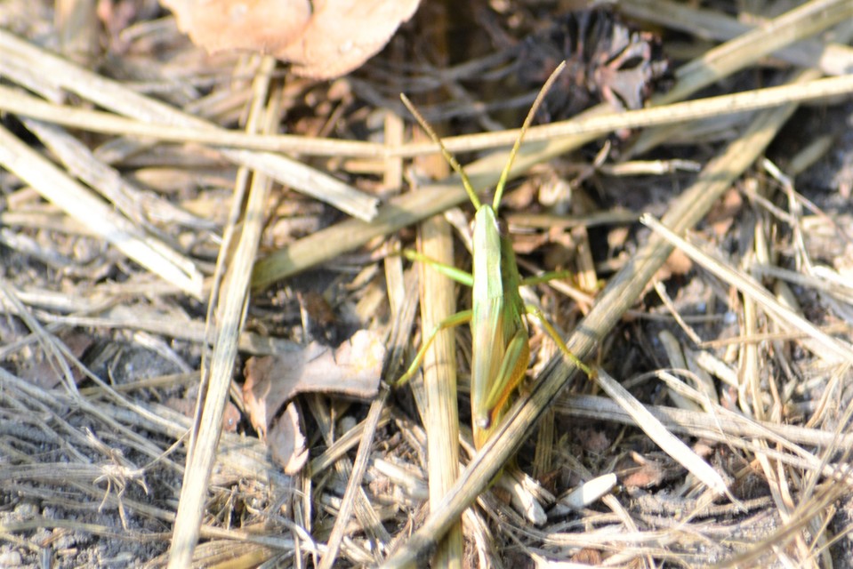 Euthystira brachyptera - smaragdzöld sáska