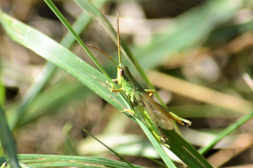 Chrysochraon dispar - aranyos sáska