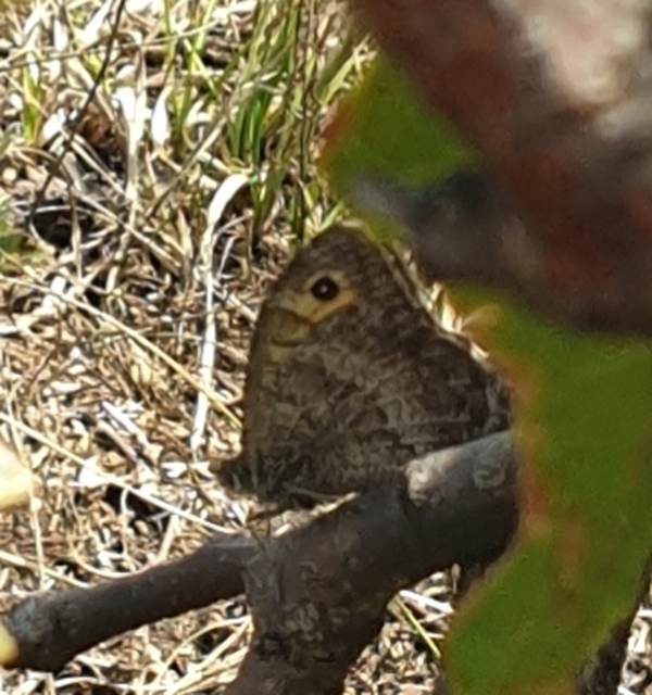 Arethusana arethusa - közönséges szemeslepke