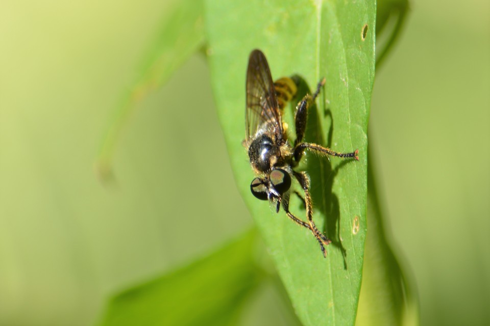 Choerades fimbriata/fulva