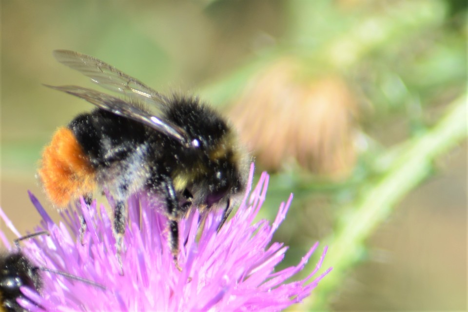 Bombus lapidarius - kövi poszméh