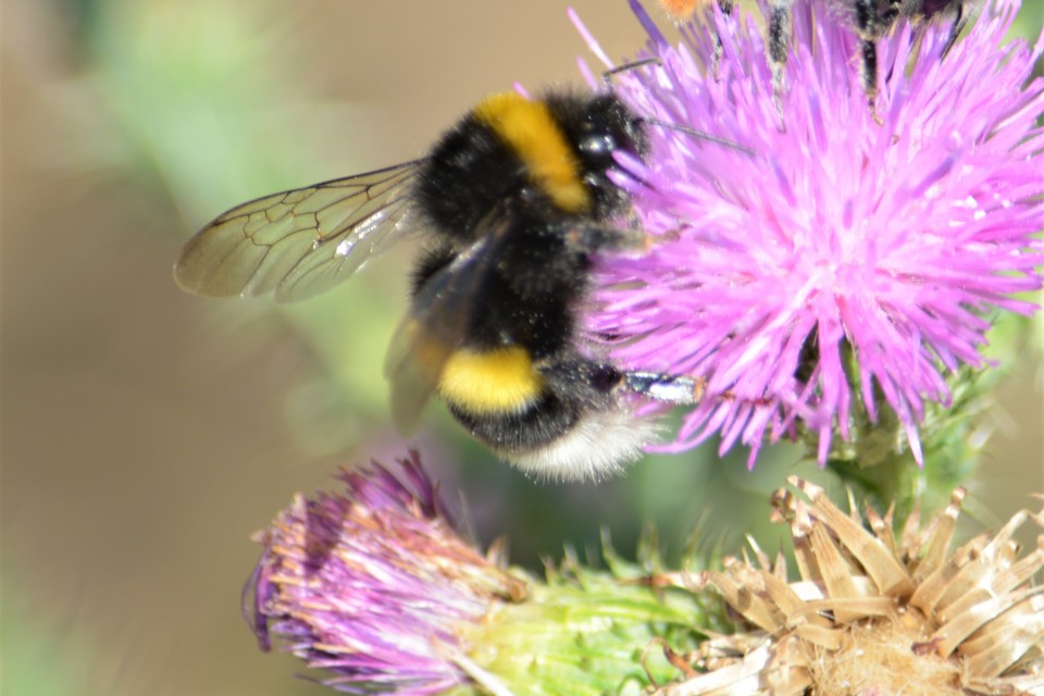 Bombus terrestris/lucorum