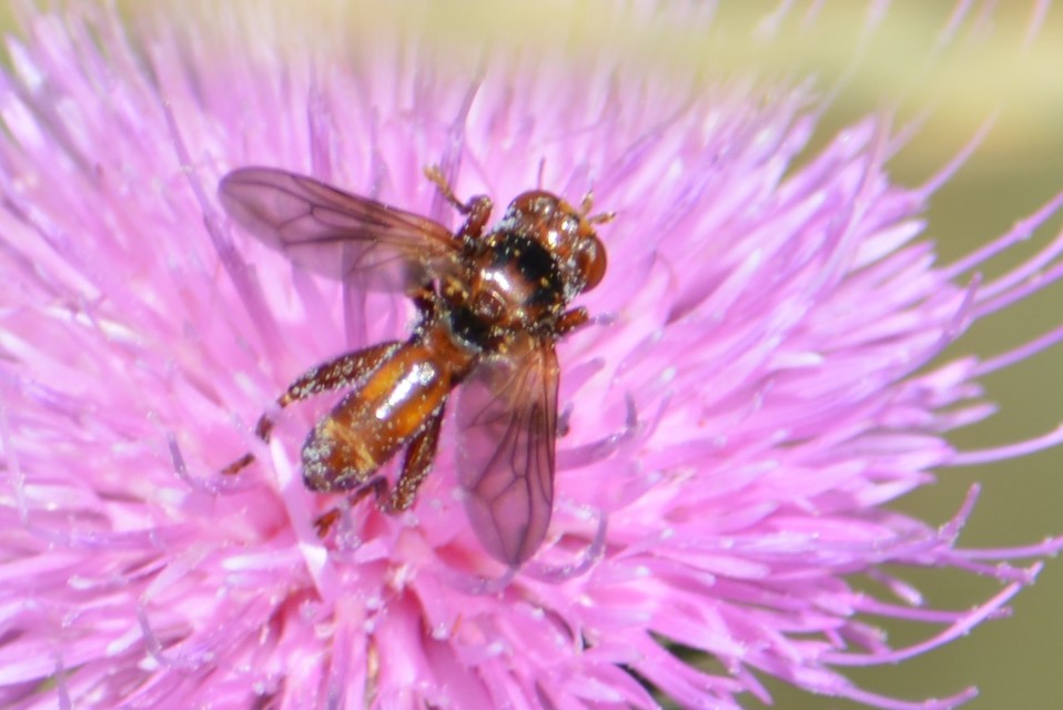 Sicus