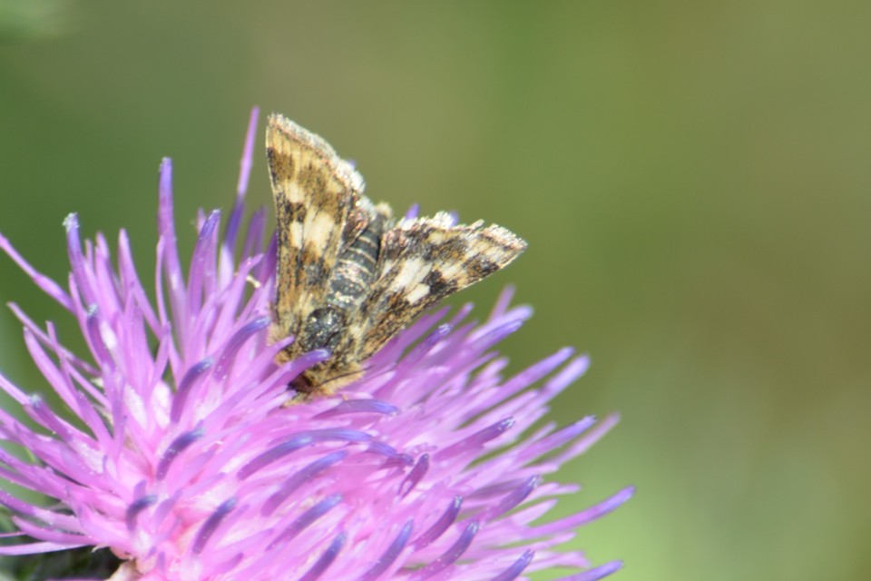 Schinia cardui - keserűgyökér-nappalibagoly