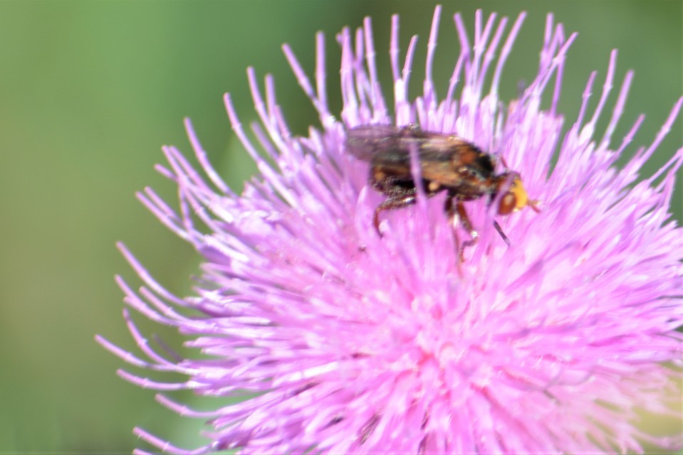Conopidae - fejeslegyek
