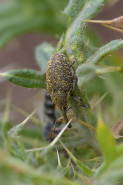 Larinus sturnus - aszat-púderbarkó