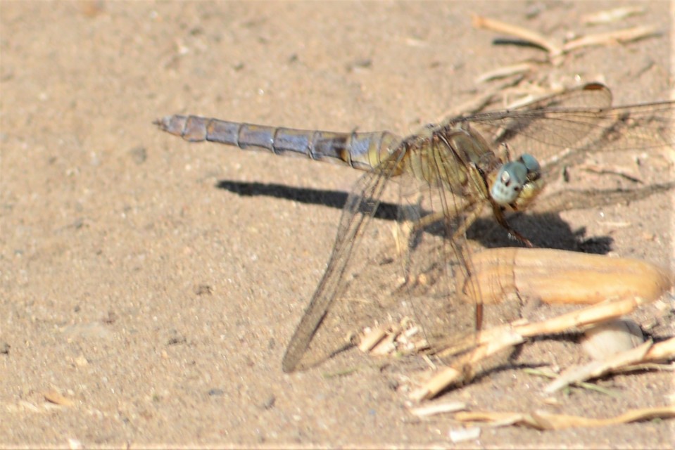Orthetrum coerulescens - karcsú pásztorszitakötő