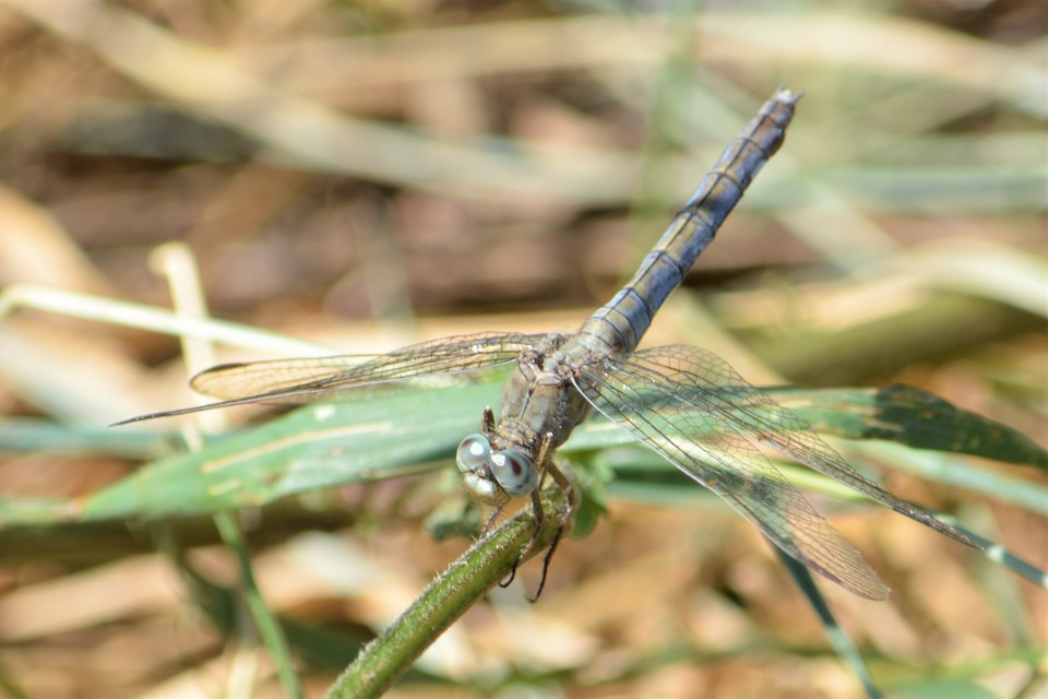 Orthetrum coerulescens - karcsú pásztorszitakötő