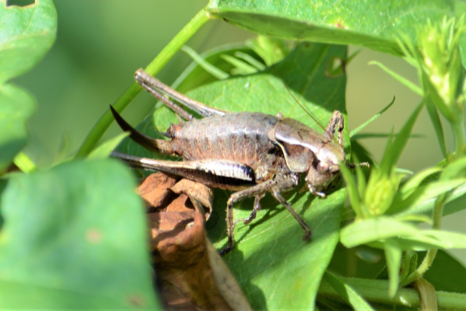 Pholidoptera griseoaptera - szürke avarszöcske