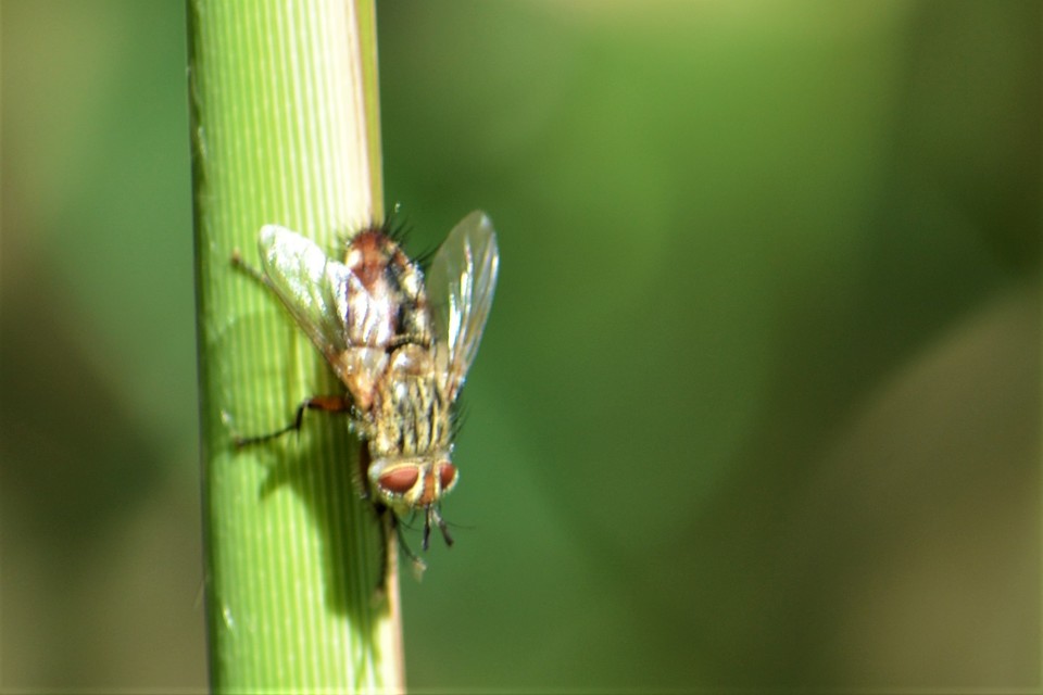 Linnaemya vulpina