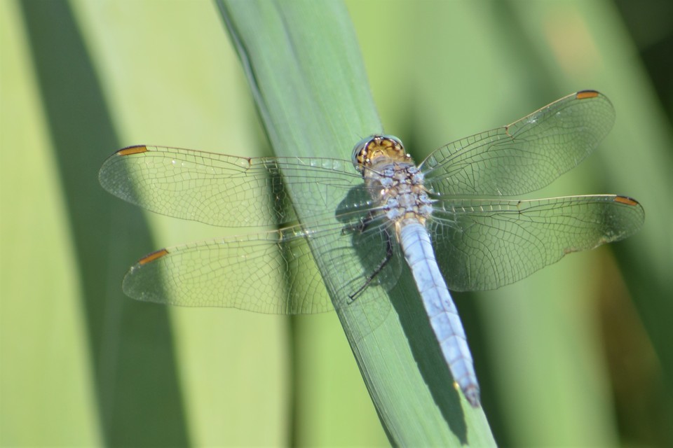 Orthetrum coerulescens - karcsú pásztorszitakötő